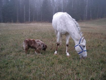 Cheval blanc brouttant de l'herbe et un chien