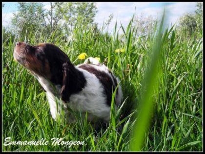 Photo de mon petit chien (L)