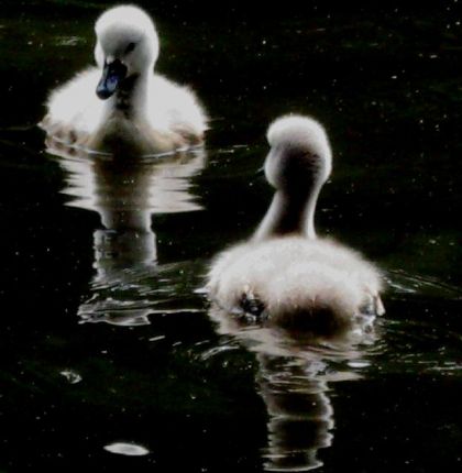 Deux petits cannetons, face à face