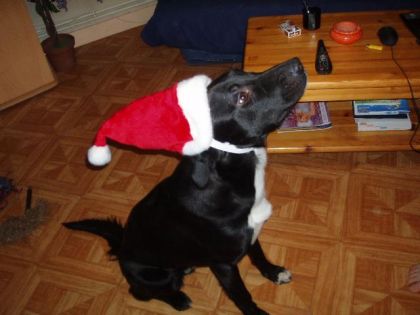 Mon loulou en pere noel