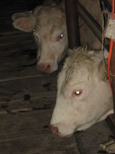 une petite vache.
