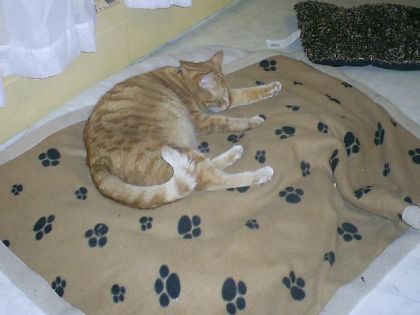 Molly  gros matou de 3 ans ( je sais ya un nom de fille )