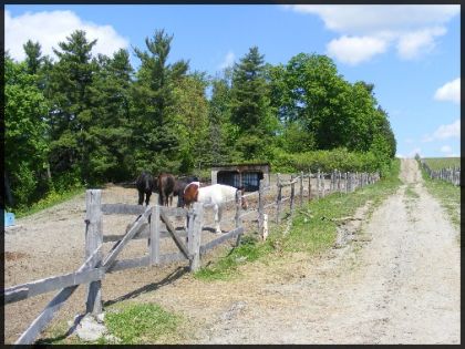 Les chevaux
