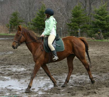&eacute;criver vos commentaires!! Une comp&eacute;tition &eacute;&eacute;cole de dressage!