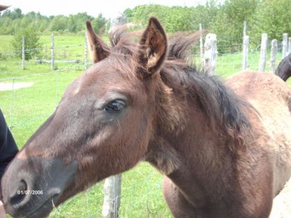 Tyson et son regard doux :)