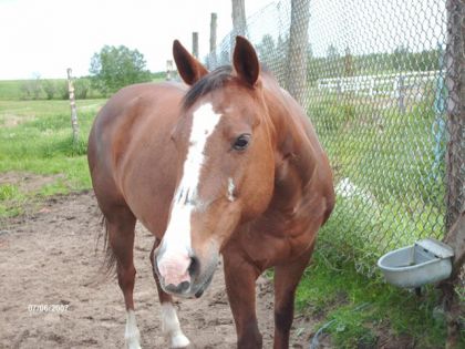 Cheval près d'un abreuvoir