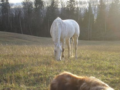 Cheval au paturage