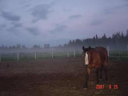 Prince dans la brume :) (Le cheval à Jessie, notre pensionnaire...