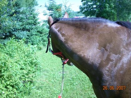 Cheval regardant plus loin dans le champ