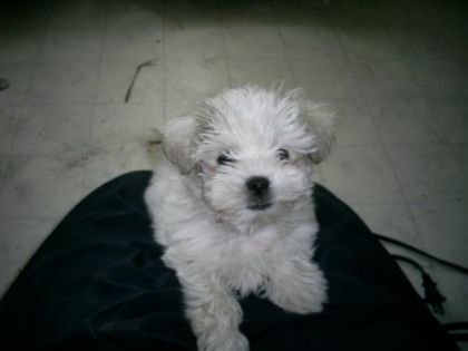 Voici Maya (2 mois)