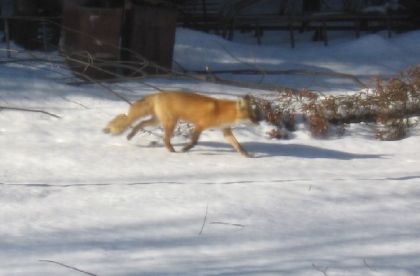 Renard