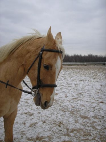 mon ancien cheval(mon palomino) cétait mon premier cheval .je...