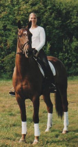 Un cheval dutch warmblood et sa cavalière