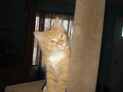 butterscotch mon plus jeune chat