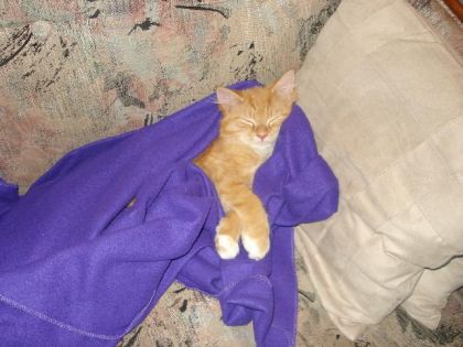 butterscotch