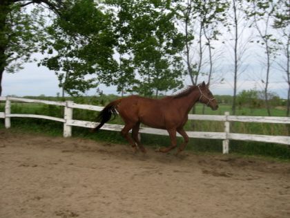 Ma jument au galop, qui volle tjs Loll