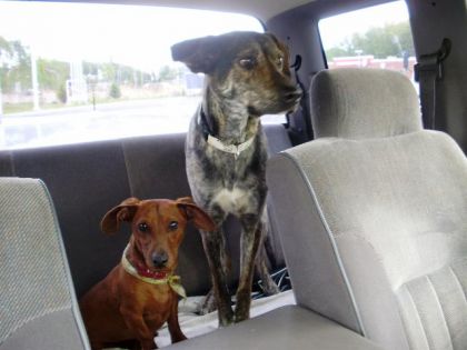 mes chiens avant le depart pour aller au show