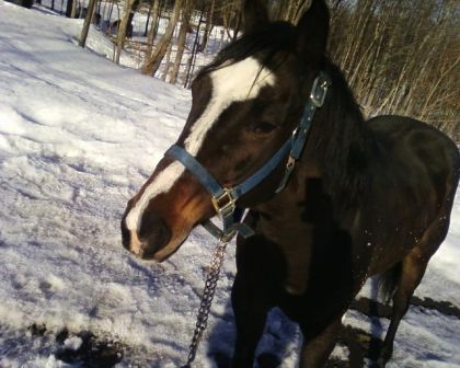 Ptit loup .. Truck BAndd