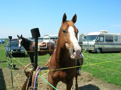 Cooper Et Mon Cheval En Arriere