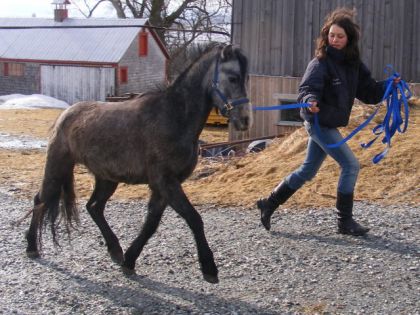 Mon poney Poney au trot