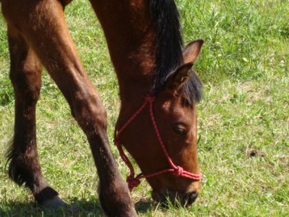 lookin teddy; futur stud