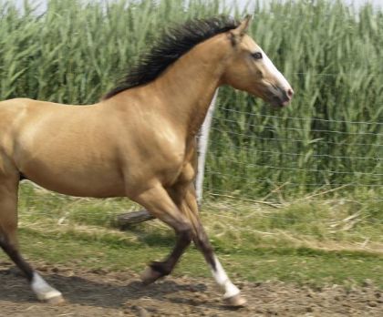 quelle belle elegance , tu fait ton beau garcon Lastday
