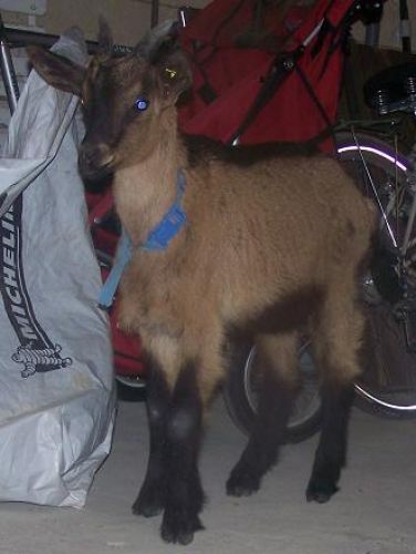 Chabichou, un petit bouc de 3 mois que j'ai sauv&eacute; de l'abatoire...