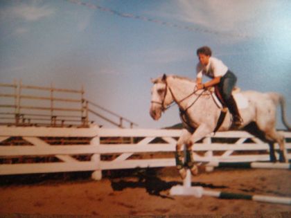 Cheval gris executant un saut