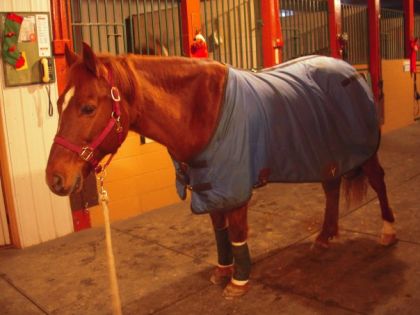 Rusty en pyjamas