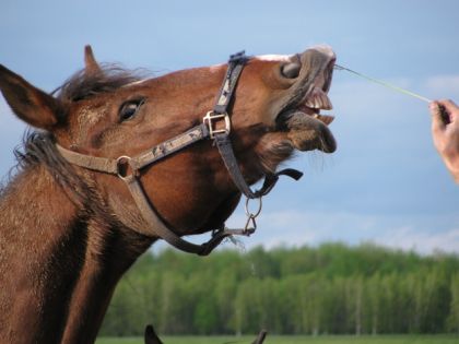 Allez!! Donne moi ce fichu bout d'herbe!!!!!
