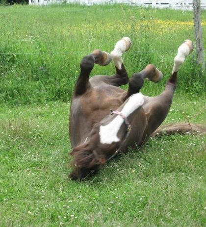 Cheval se roulant sur le dos dans l'herbe