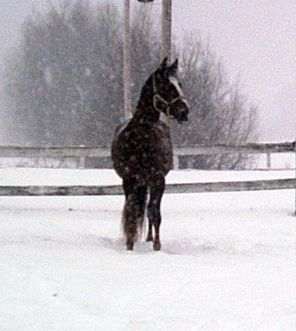 Ma jument en pleine tempête de neige!