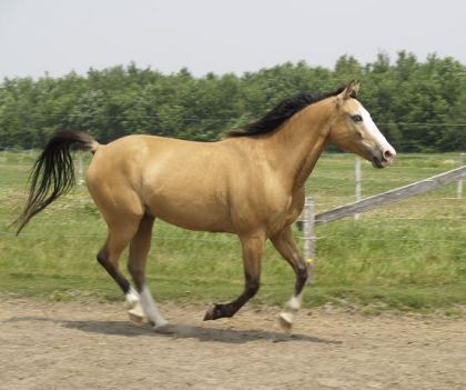 Cheval isabelle au galop