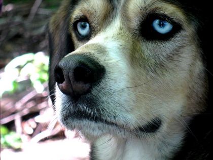 Vous aimez les yeux bleu ??