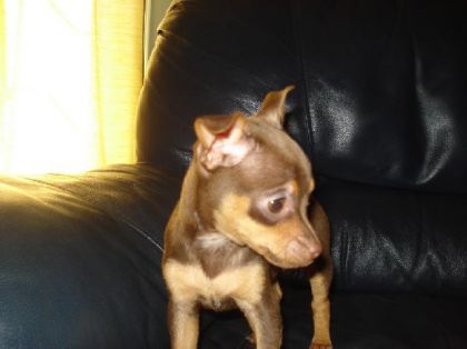 nouveaux chien a la maison! ses la chienne que je me suis...