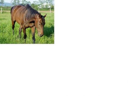 Mon thoroughbred Narnia.