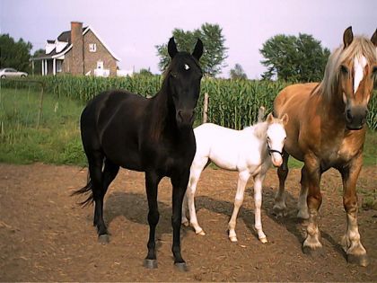 Ils sont drole ... comme une petite famille :-)