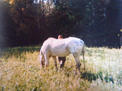 Cheval au champ