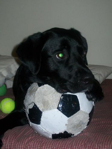SWITCH '' ma chienne :)