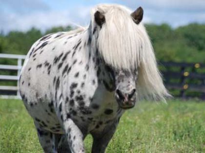 Pour toi loosa, un mini dans un refuge pour chevaux &agrave; New-York