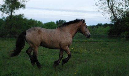 Le beau Tatanka !