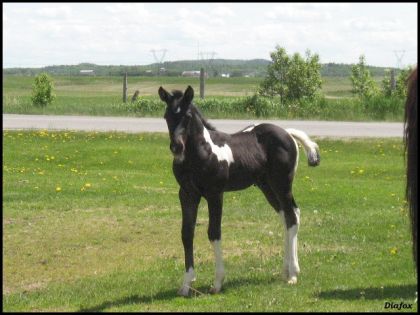  Poulain Paint Tobiano, Noir et Blanc qui est né à nos écuries...