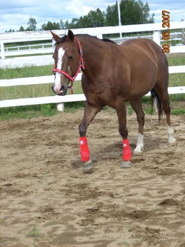 Cheval avec polo et licou rouges
