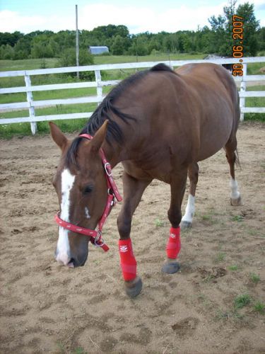Cheval avec polos rouges