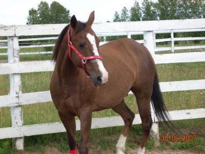 Cheval avec licou rouge