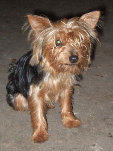 Voici mon p'tit Poupou Koda !