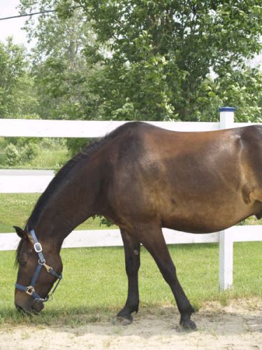 Cheval mangeant du gazon
