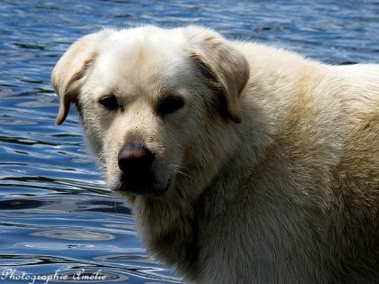 SnowBall dans le lac