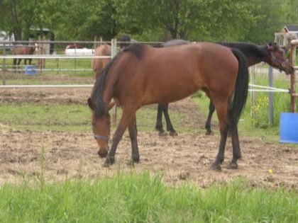 Betty Lautre Nouvel Jument Standerbred
