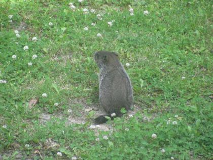 Un bébé marmotte dans ma cour, il a une famille de 6 chez moi !!...